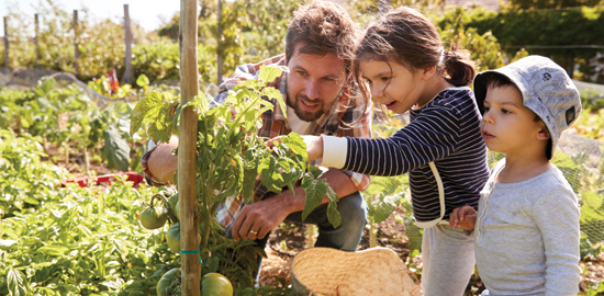 Man with two children looking at tomato plant